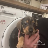 Dachshund (Standard & Miniature) - Both