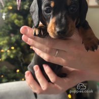 Dachshund (Standard & Miniature) - Both