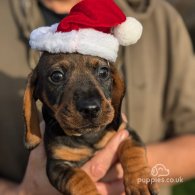 Dachshund (Standard & Miniature) - Both