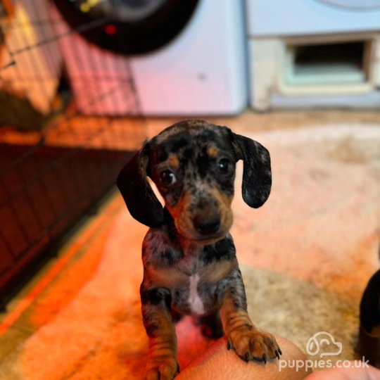 Dachshund (Standard & Miniature) - Both