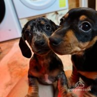 Dachshund (Standard & Miniature) - Both