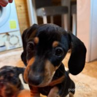 Dachshund (Standard & Miniature) - Both