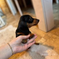 Dachshund (Standard & Miniature) - Both