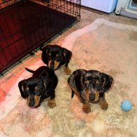 Dachshund (Standard & Miniature) - Both