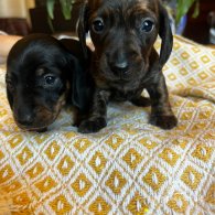 Dachshund (Standard & Miniature) - Bitches