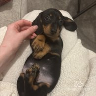 Dachshund (Standard & Miniature) - Both