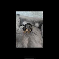 Dachshund (Standard &amp; Miniature) - Both