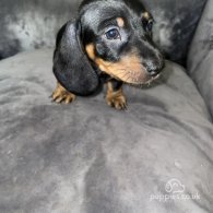 Dachshund (Standard & Miniature) - Both