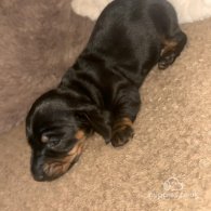 Dachshund (Standard & Miniature) - Both