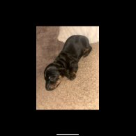 Dachshund (Standard &amp; Miniature) - Both