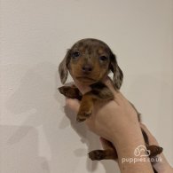 Dachshund (Standard & Miniature) - Both