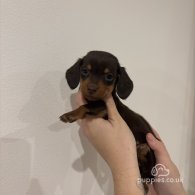 Dachshund (Standard & Miniature) - Both