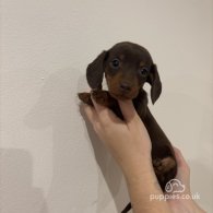 Dachshund (Standard & Miniature) - Both