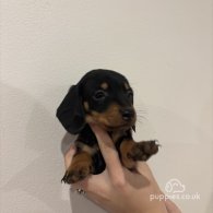 Dachshund (Standard & Miniature) - Both