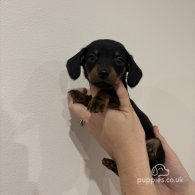 Dachshund (Standard & Miniature) - Both