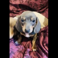 Dachshund (Standard &amp; Miniature) - Both