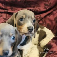 Dachshund (Standard & Miniature) - Both