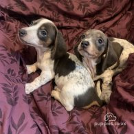 Dachshund (Standard & Miniature) - Both