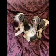 Dachshund (Standard &amp; Miniature) - Both