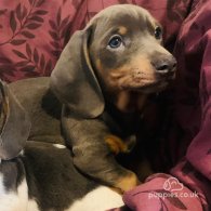 Dachshund (Standard & Miniature) - Both