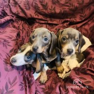 Dachshund (Standard & Miniature) - Both