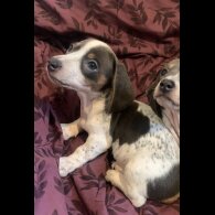 Dachshund (Standard &amp; Miniature) - Both