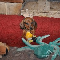 Dachshund (Standard & Miniature) - Both