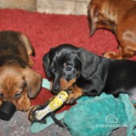 Dachshund (Standard & Miniature) - Both