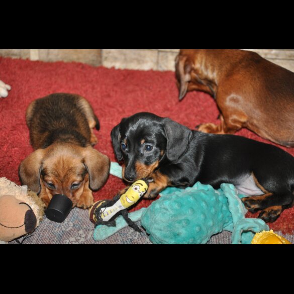 Dachshund (Standard &amp; Miniature) - Both