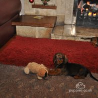 Dachshund (Standard & Miniature) - Both