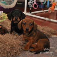 Dachshund (Standard & Miniature) - Both