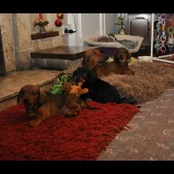 Dachshund (Standard &amp; Miniature) - Both