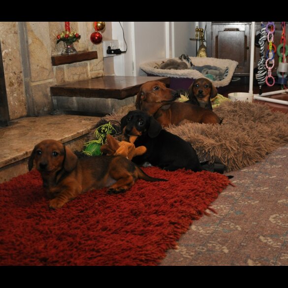 Dachshund (Standard &amp; Miniature) - Both