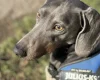 Dachshund (Smooth Haired)