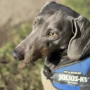 Dachshund (Smooth Haired)
