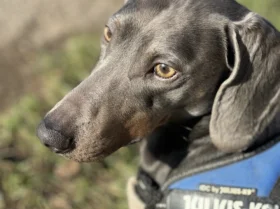 Dachshund (Smooth Haired)