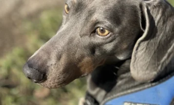Dachshund (Smooth Haired)