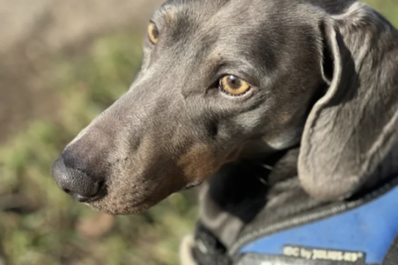 Dachshund (Smooth Haired)