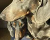 Dachshund (Smooth Haired)
