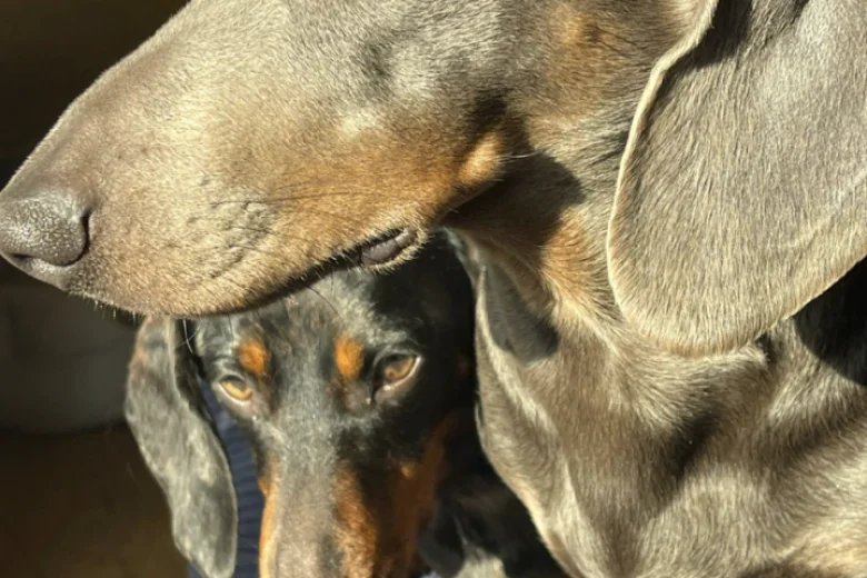 Dachshund (Smooth Haired)