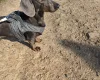 Dachshund (Smooth Haired)