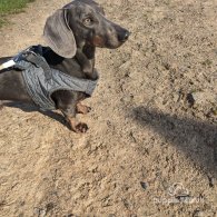 Dachshund (Standard & Miniature)