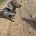 Dachshund (Smooth Haired)
