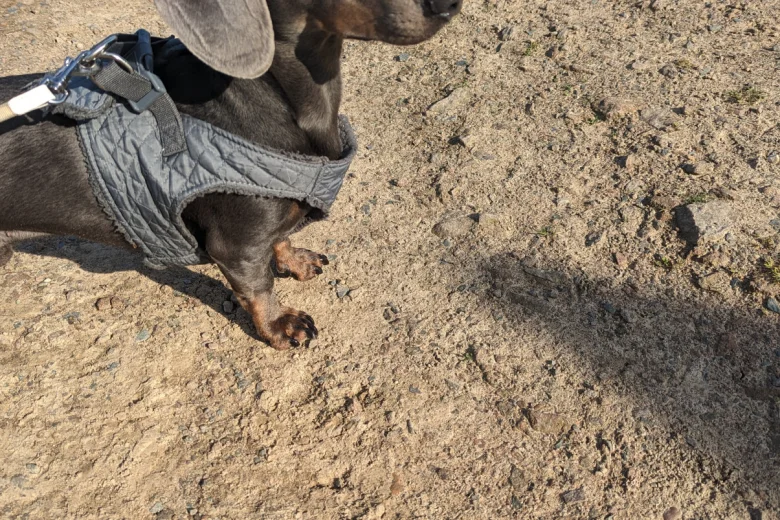 Dachshund (Smooth Haired)