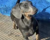 Dachshund (Smooth Haired)