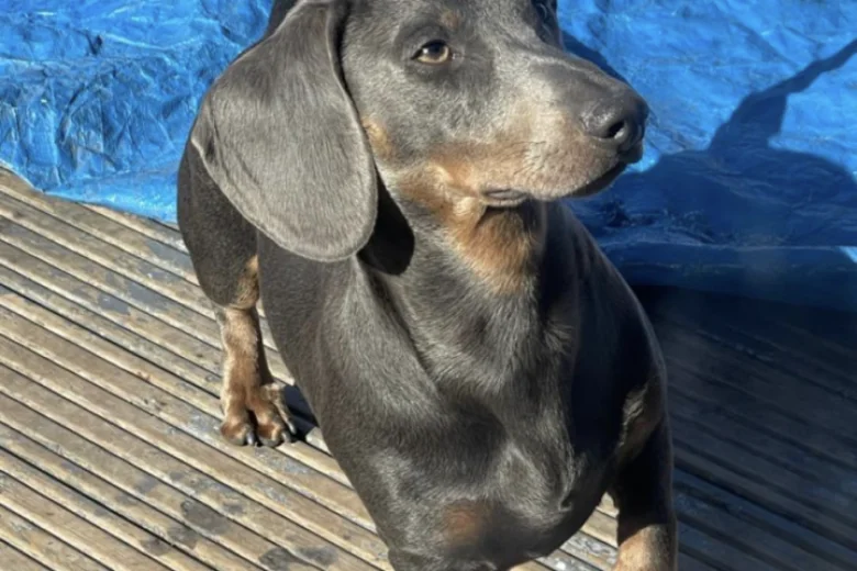 Dachshund (Smooth Haired)
