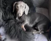 Dachshund (Smooth Haired)