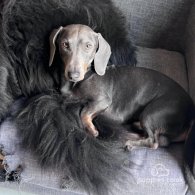 Dachshund (Standard & Miniature)