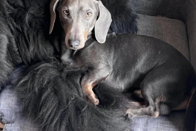 Dachshund (Smooth Haired)