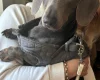 Dachshund (Smooth Haired)